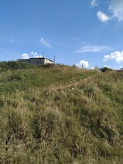 Calamagrostis epigejos