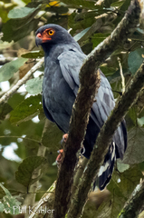 Buteogallus schistaceus