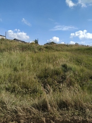 Calamagrostis epigejos