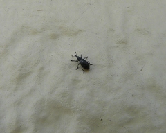 Perapion punctinasum