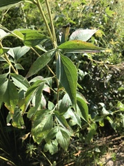 Rudbeckia subtomentosa