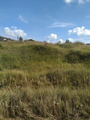 Calamagrostis epigejos