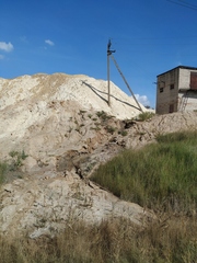 Phragmites australis