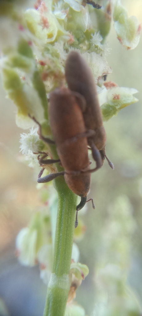 Lixus puncticollis