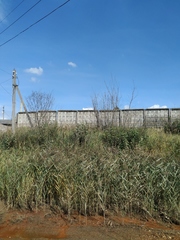 Phragmites australis