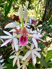 Phaius