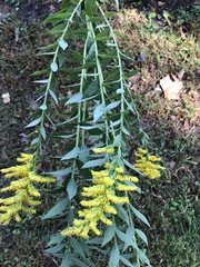 Solidago canadensis