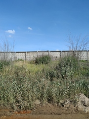 Phragmites australis