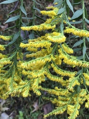 Solidago canadensis