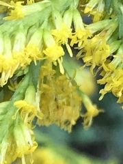Solidago canadensis