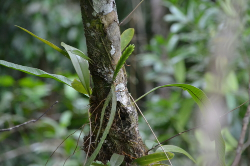 Lockhartia acuta, photograph 3