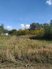 Calamagrostis epigejos