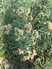 Euthamia graminifolia