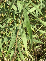Euthamia graminifolia