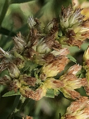 Euthamia graminifolia