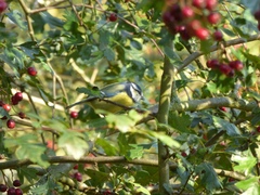 Cyanistes caeruleus