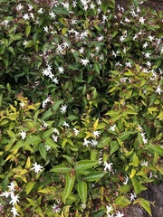 Jasminum dichotomum