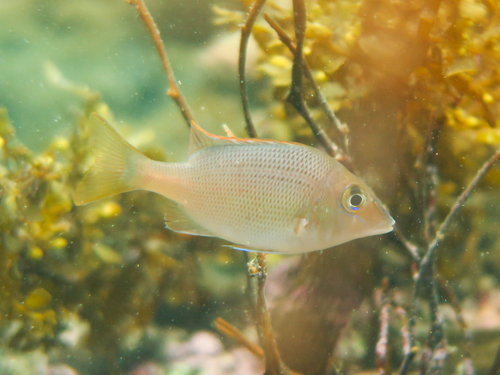 Chinese emperor (Lethrinus haematopterus) — Lethrinidae — 4