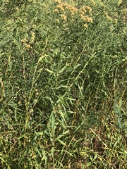 Euthamia graminifolia