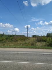 Heracleum sosnowskyi