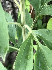 Rudbeckia subtomentosa
