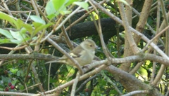 Fringilla coelebs