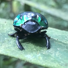 Oxysternon conspicillatum