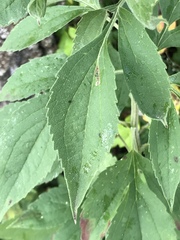 Rudbeckia subtomentosa