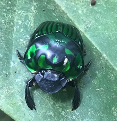 Oxysternon conspicillatum