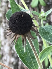 Rudbeckia subtomentosa