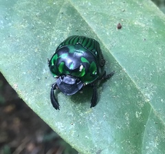 Oxysternon conspicillatum