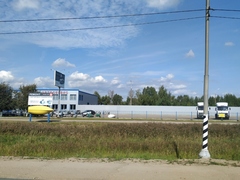 Phragmites australis
