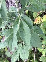Rudbeckia subtomentosa