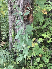 Rudbeckia subtomentosa
