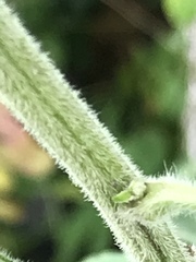 Rudbeckia subtomentosa