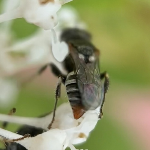 Oxybelus emarginatus