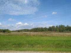 Heracleum sosnowskyi