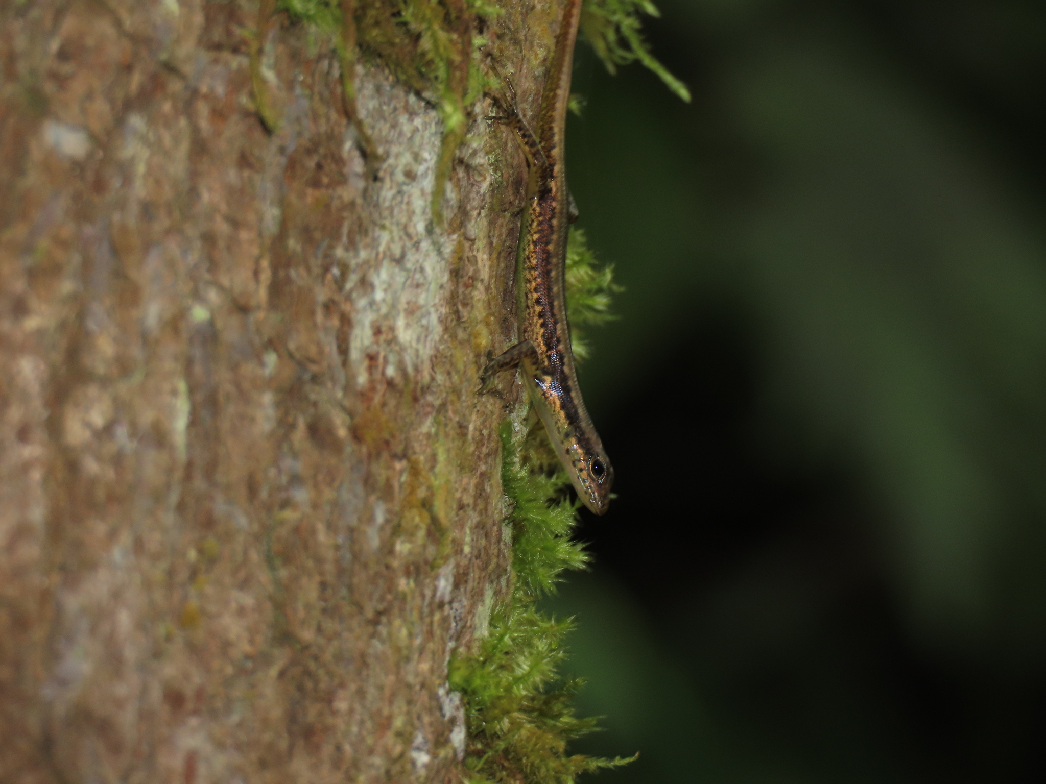 Java Black-Spotted Forest Skink photo 7