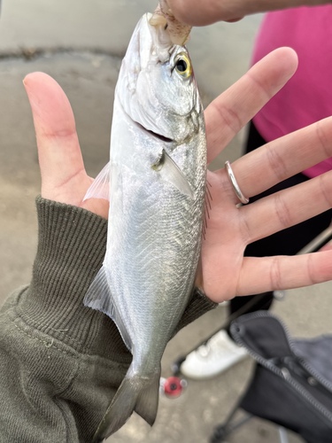 Foto de Anjova (Pomatomus saltatrix)