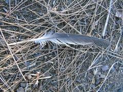 Streptopelia decaocto