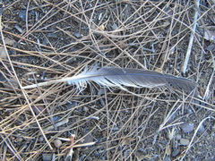 Streptopelia decaocto