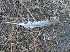 Streptopelia decaocto