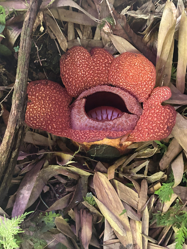 Rafflesia keithii (Rafflesia keithii)