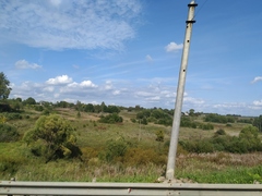 Chamaenerion angustifolium