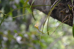 Maxillaria egertoniana image