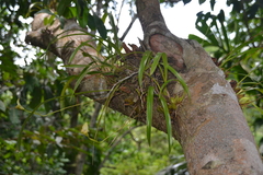 Maxillaria egertoniana