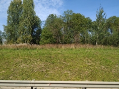 Chamaenerion angustifolium