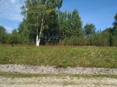 Calamagrostis epigejos