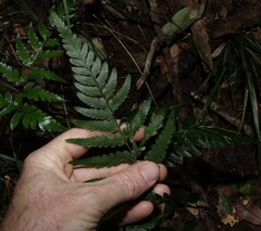Parapolystichum acuminatum, photograph (c) Greg Tasney, some rights reserved (CC BY-SA)