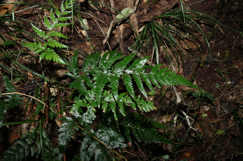 Parapolystichum acuminatum, photograph 5